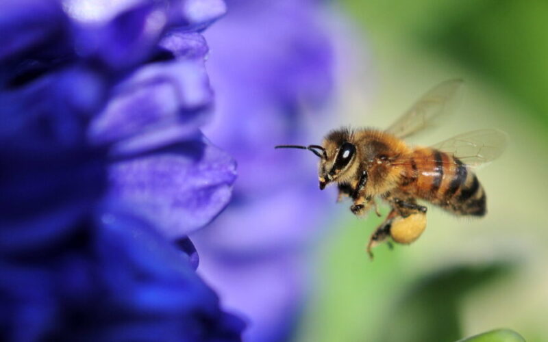 En Slovénie, les abeilles triomphent face aux pesticides