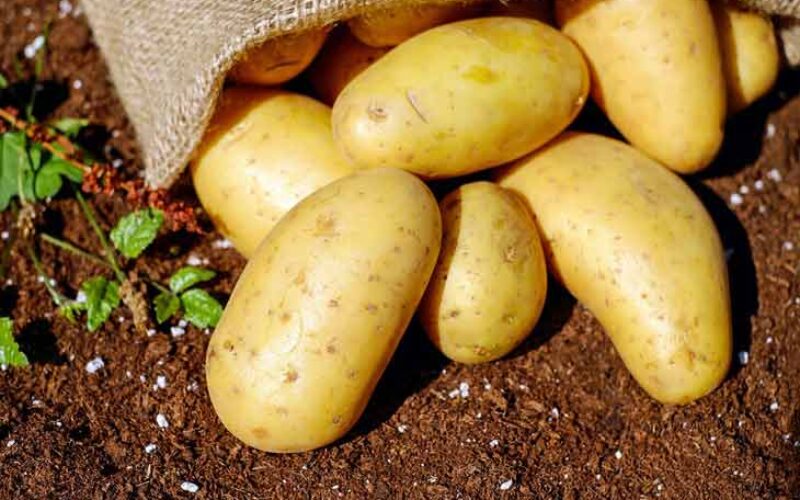 Naâma : Production prévisionnelle de 24.000 q de pomme de terre d’arrière-saison à Mekmen Benamar