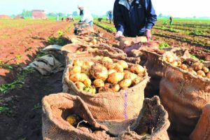 Concessions agricoles : mise à jour des conditions d’accès au portefeuille de l’ONTA