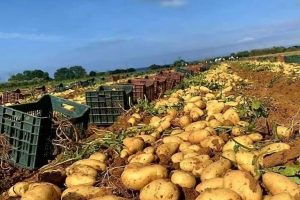 Aïn Defla : Plus de 2,1 millions de quintaux de pomme de terre de saison attendus